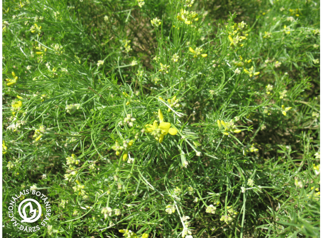 Genista radiata